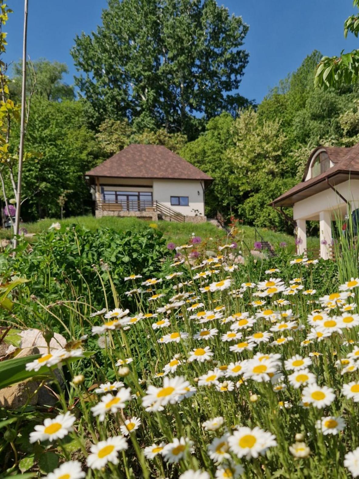 Provence Suceava Exterior foto