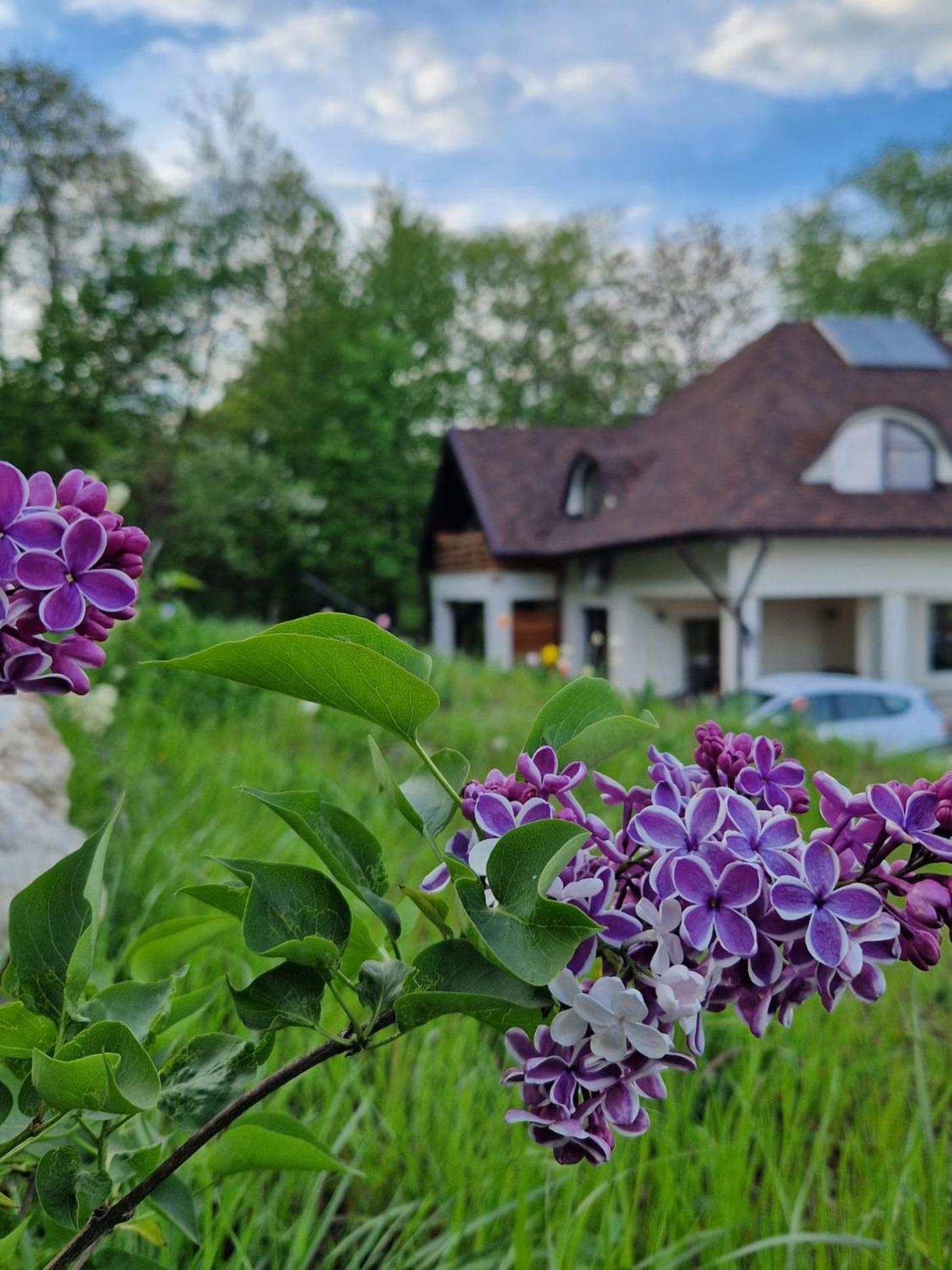 Provence Suceava Exterior foto