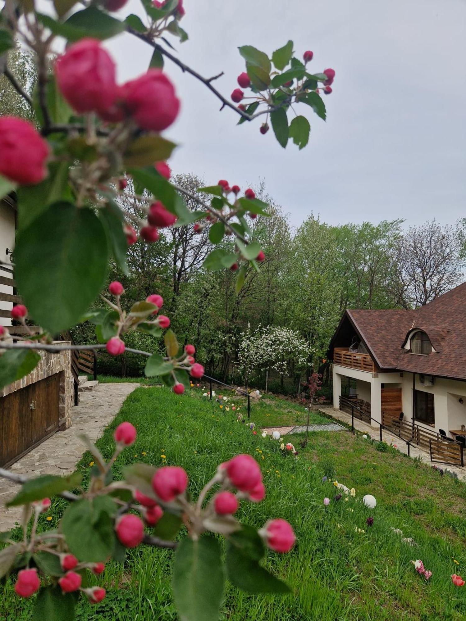 Provence Suceava Exterior foto